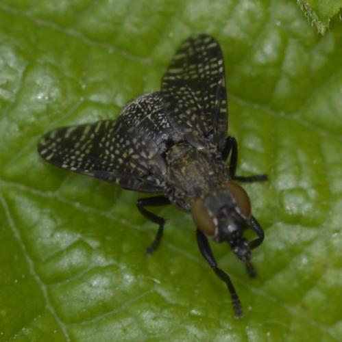 Réf. 311 078 : Platystoma sp.